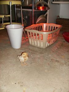 the first survivor emerges