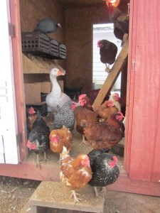Feb 2013 hens 008