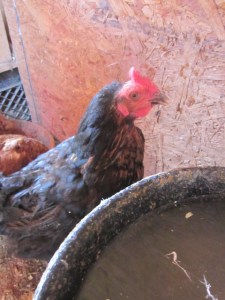 Feb 2013 hens 031