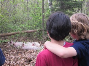 May 2013 Merck Forest 040