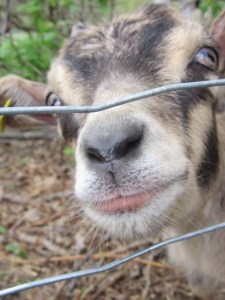 May 2013 Merck Forest 056