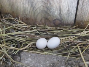 May 2013 Merck Forest 149