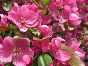 May Apple Blossoms 2013 005