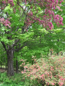 May Apple Blossoms 2013 008