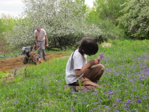May Apple Blossoms 2013 017