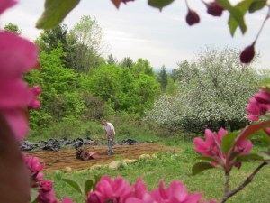 May Apple Blossoms 2013 035