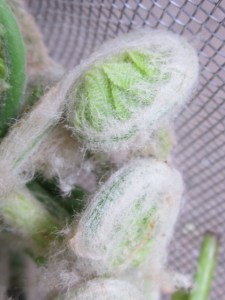 May Apple Blossoms 2013 039