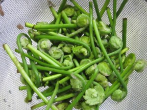 May Apple Blossoms 2013 041