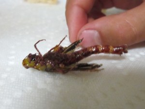 BUgs 2 June 2013 011