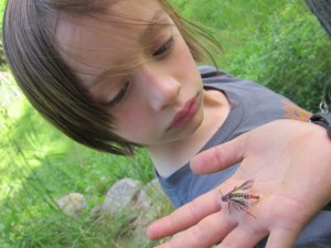 BUgs 2 June 2013 041