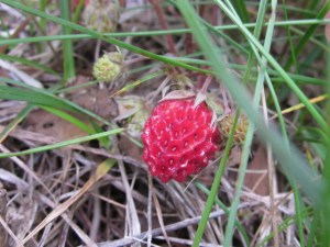 eating bugs june 2013 015
