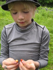 eating bugs june 2013 016