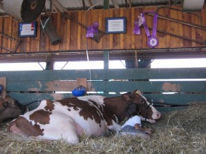 County Fair 2013 236