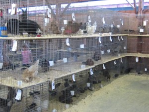 County Fair 2013 289