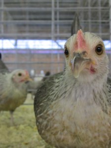 County Fair 2013 295