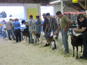 County Fair 2013 355
