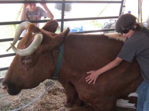 county fair and cleanout 2013 497