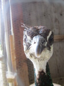 county fair and cleanout 2013 521