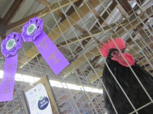 county fair and cleanout 2013 556