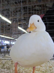 county fair and cleanout 2013 559