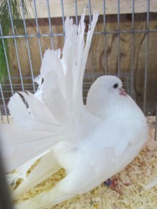 county fair and cleanout 2013 567