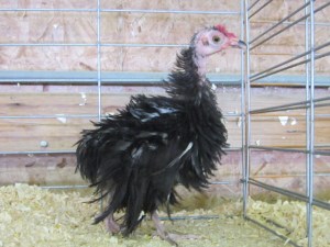 county fair and cleanout 2013 612