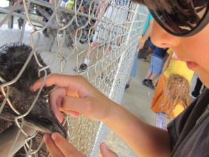 county fair and cleanout 2013 713