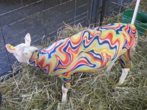 county fair and cleanout 2013 726