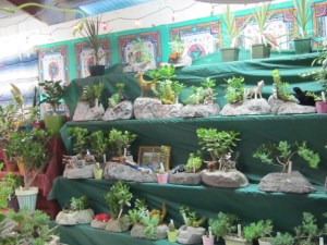 county fair and cleanout 2013 808