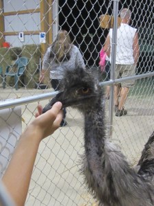 county fair and cleanout 2013 955