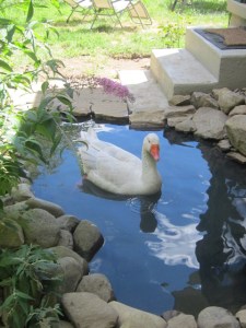 Garden August 2013 002