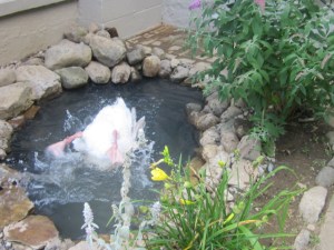 Garden August 2013 022