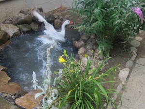 Garden August 2013 025