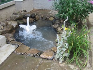 Garden August 2013 026