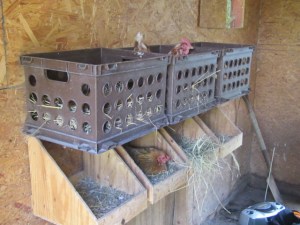 Garden August 2013 052