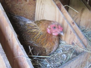 Garden August 2013 058