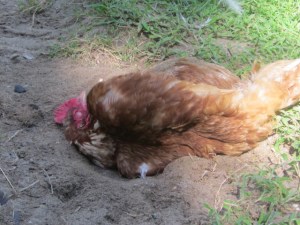 Garden August 2013 082