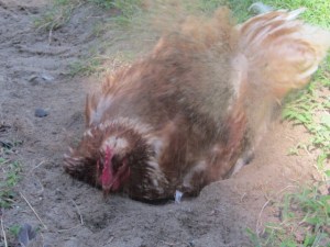 Garden August 2013 085