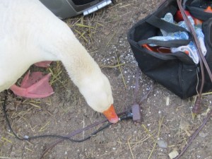 Garden August 2013 133