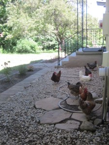 Garden August 2013 136