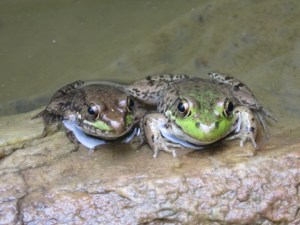 gone fishin 2013 024