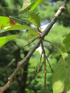 gone fishin 2013 076