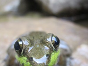 gone fishin 2013 130