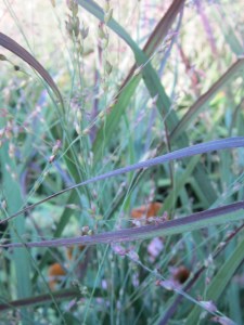 Lake George Dept 2013 195