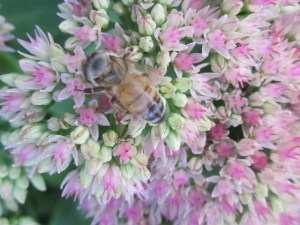 Lake George Dept 2013 200