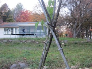 pov from failed beans up the hill