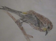 Yellow Rumped Warbler (Female)