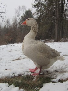 January late 2014 020