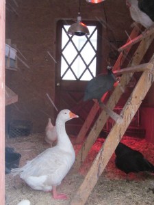 January late 2014 070