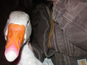 January late 2014 082